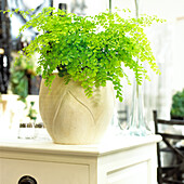 Adiantum Bronze Venus