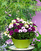 Osteospermum- African daisies- mixed