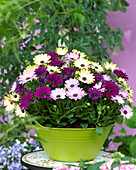 Osteospermum mixed