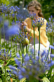 Frau schaut auf Agapanthus-Blüten