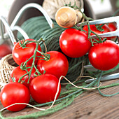 Lycopersicon esculentum