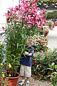 Boy beside tree lilies
