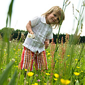 Taraxacum