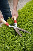 Man trimming buxus hedge