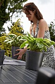 Woman placing hosta on table