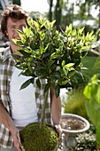 Man holding laurel tree