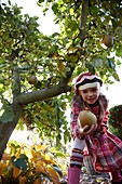 Mädchen sammelt Äpfel