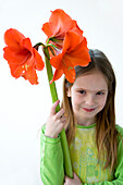 Hippeastrum Orange Souvereign