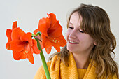 Hippeastrum Orange Souvereign