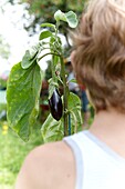 Child holding Aubergine plant