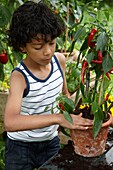 Boy planting Capsicum annuum