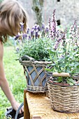 Girl planting lavender