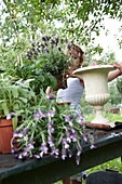 Boy holding Lavandula Stoechas