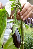 Boy touching aubergine plant