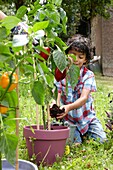 Boy planting Capsicum annuum