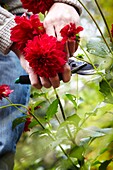 Gärtner schneidet Dahlien