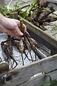 Putting dahlia tubers in crate