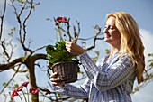 Frau hält Gerbera Garvinea