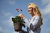 Frau hält Gerbera Garvinea