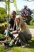 Man planting Laburnum