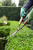 Woman cutting buxus hedge