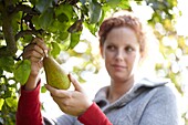 Frau erntet Birnen von einem Baum