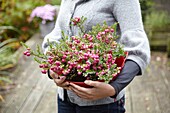 Woman holding Pernettya mucronata