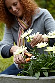 Woman cutting Leucanthemum maximum
