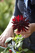 Woman holding dahlia