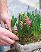 Planting spring container