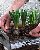 Planting spring container