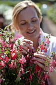 Penstemon pink