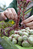 Woman planting succulents