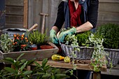 Planting winter container