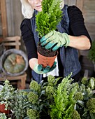 Planting winter container