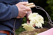 Collecting elderflowers