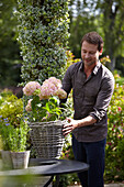 Man planting Hydrangea