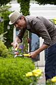 Man pruning Buxus sempervirens