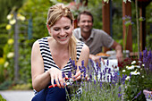 Woman cutting lavender