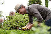 Man trimming buxus hedge