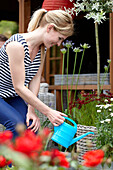 Frau gießt Leucanthemum