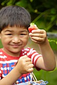 Picking strawberries