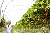 Picking strawberries