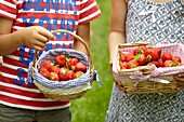 Picking strawberries