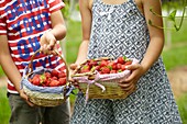 Picking strawberries