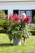 Astilbe Mighty Red Quin