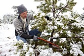 Cutting christmas tree