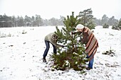 Cutting christmas tree