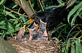 Eurasische Amsel (Turdus merula) Elternteil füttert Küken im Nest, Europa