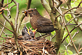 Eurasische Amsel (Turdus merula), Muttertier füttert Küken im Nest, Niedersachsen, Deutschland